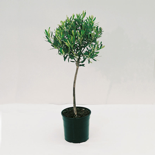 Olivträd, 95-105 cm