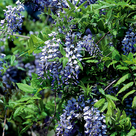 Blåregn sinensis Prolific