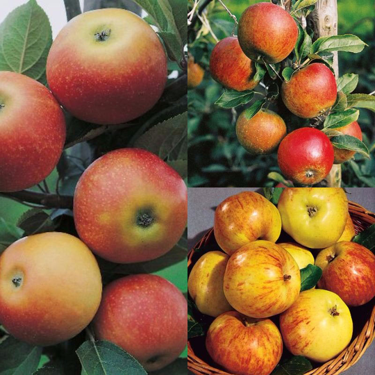 Familjeträd Äpple