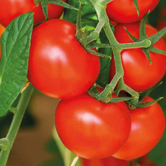 Tomat 'Matina', ekologisk
