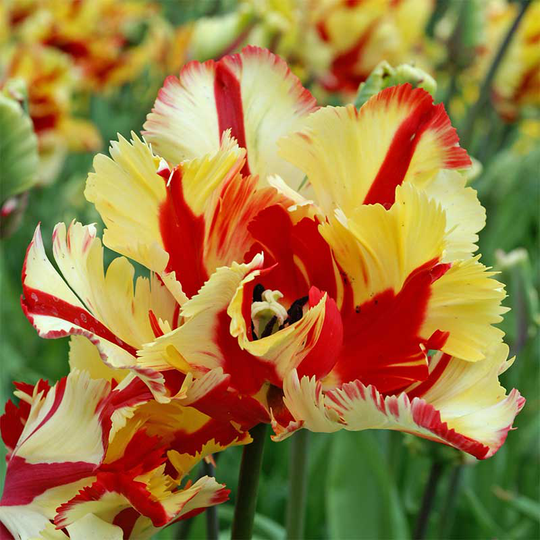 Papegojtulpan 'Flaming Parrot'