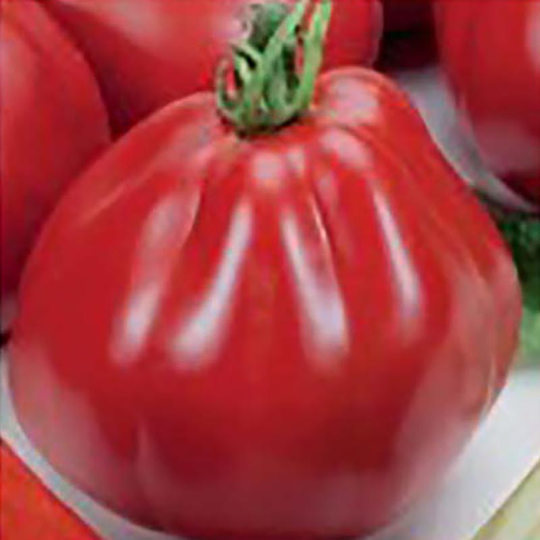 Tomat 'Borsalina'