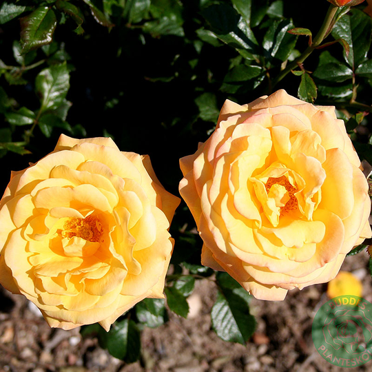 Ros 'Amber Flush'
