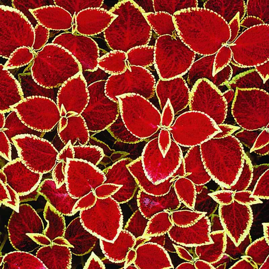Palettblad 'Wizard Scarlet'