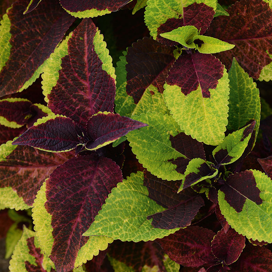 Palettblad 'Burgundy Lime'