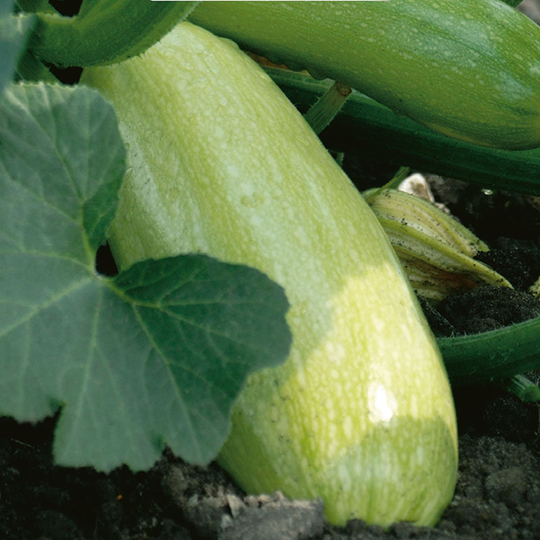 Squash 'Ortolana di Faenza', ekologisk