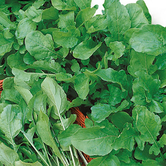 Rucola Rocket Salad