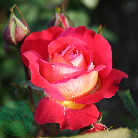 Ros 'Midsummer'