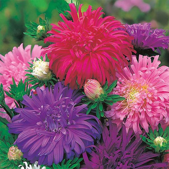 Aster 'Ostrich Plume', mix