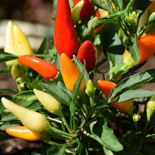 Chiliplanta Chilipeppar 'Basket of Fire'
