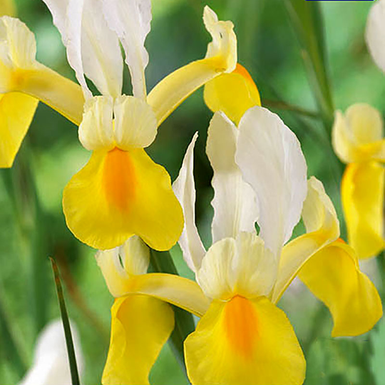 Iris 'Symphony'