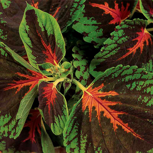 Palettblad 'Kong Scarlet'