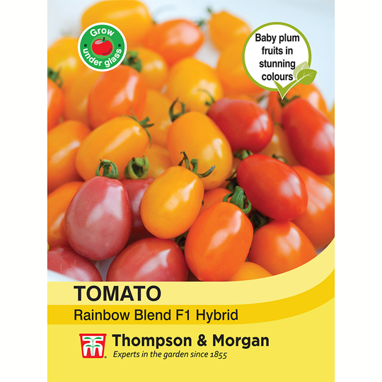 Tomat 'Rainbow Blend' F1