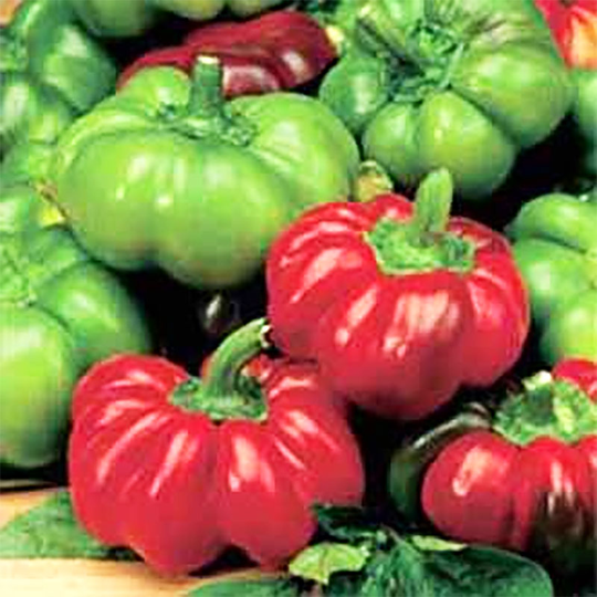 Paprika 'Topepo Rosso' F1
