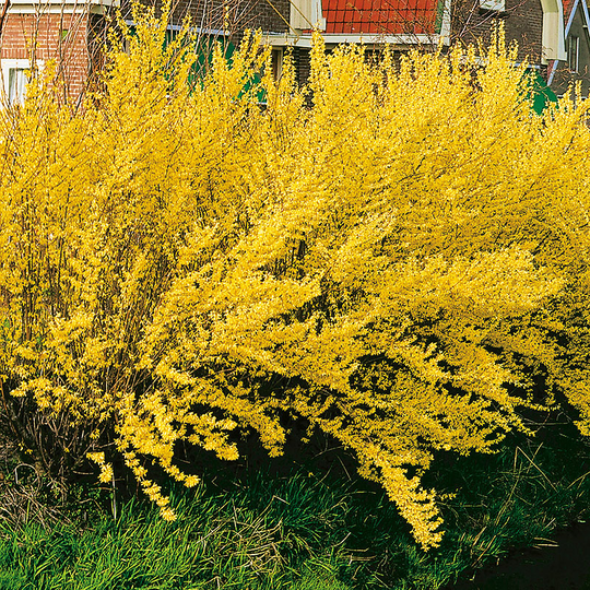 Forsythia 'Lynwood Gold'