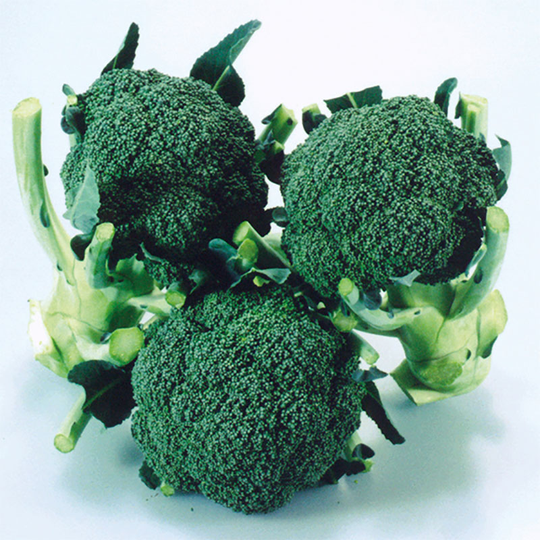 Broccoli 'Matsuri' F1
