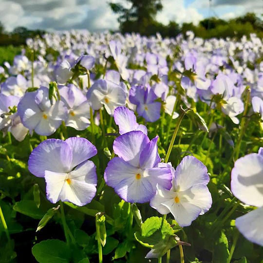 Bukettviol 'Ullas Favorit', 3-pack
