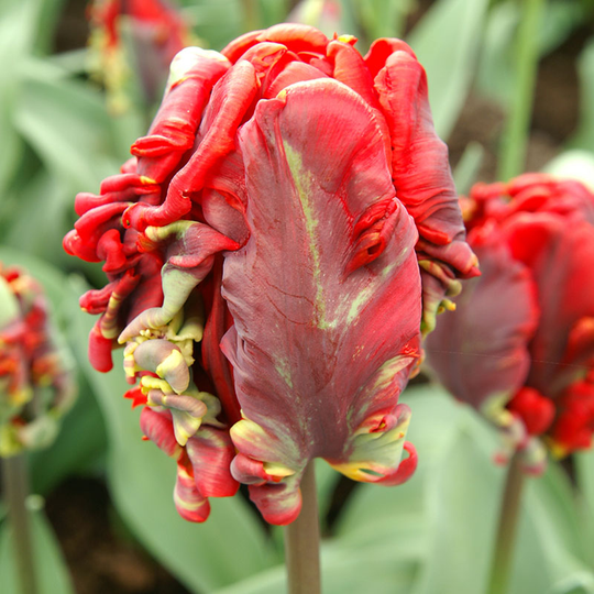 Papegojtupan ’Rococo’