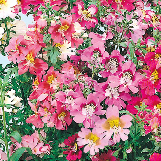 Fjärilsblomster 'Angel's Wings Mix'