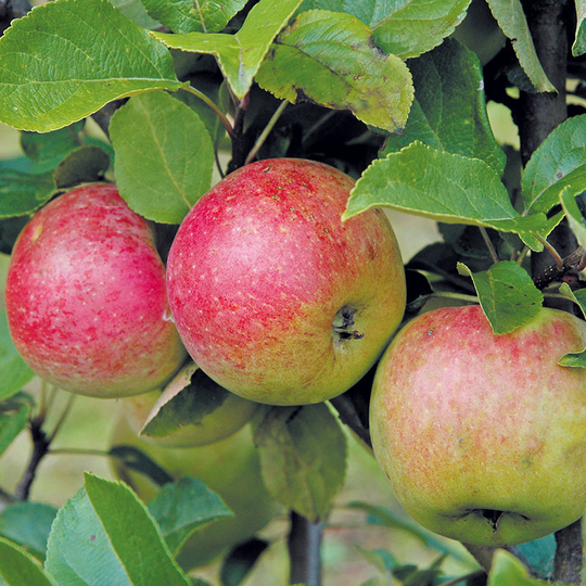 Äpple 'Amorosa'