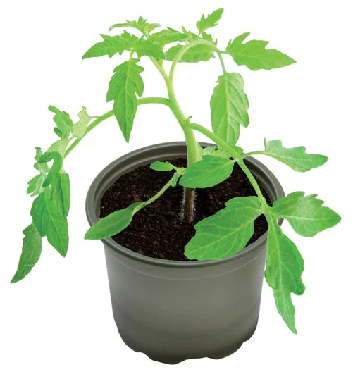 Garland Biokrukor 5-Pack 9 cm