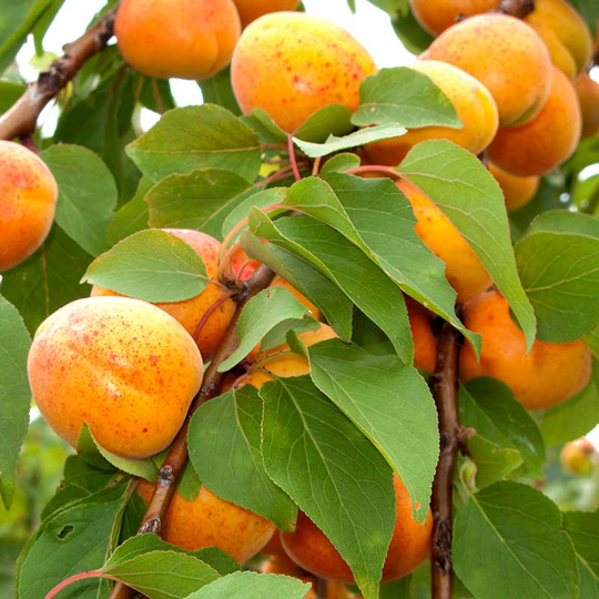 Aprikos 'Orangered'
