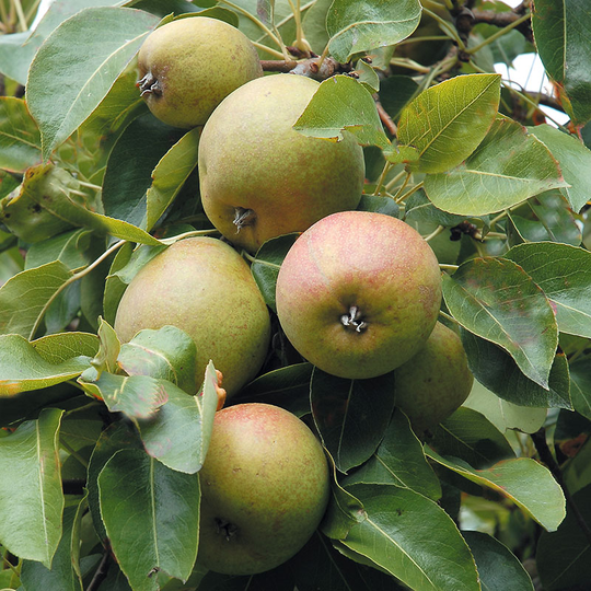 Päron 'Moltke'