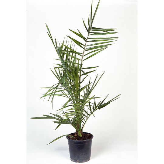 Dadelpalm, 70-80 cm
