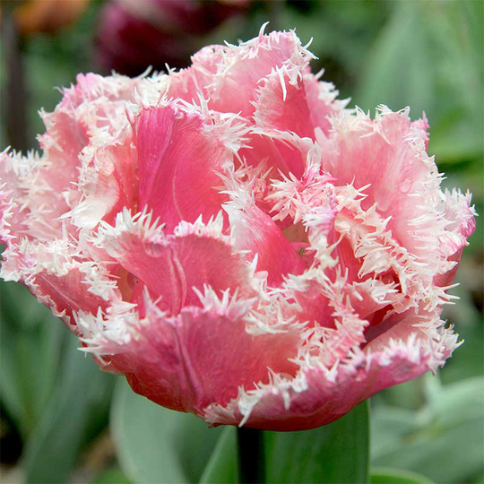 Franstulpan 'Queensland'