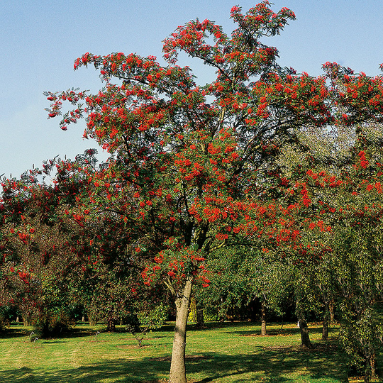 Japansk rönn, Sorbus com 'Carmencita' E