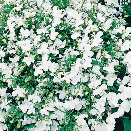 Hänglobelia 'White Lady'