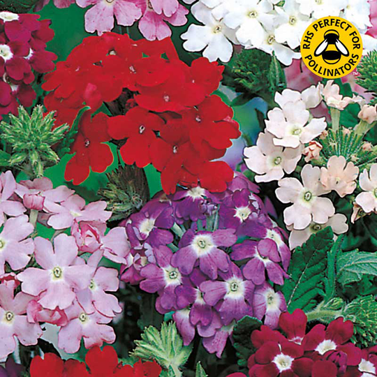 Trädgårdsverbena 'Sparkles', mix
