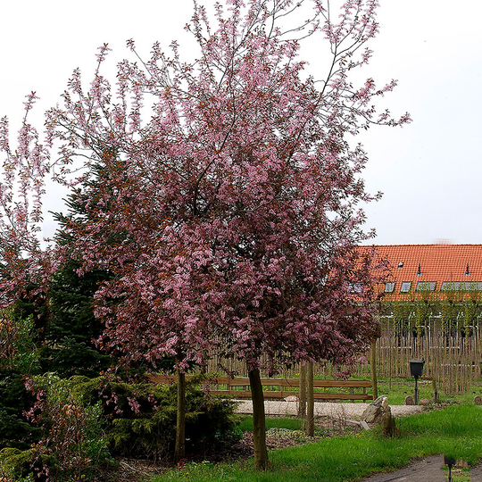 Blodhägg, Prunus padus 'Colorata'