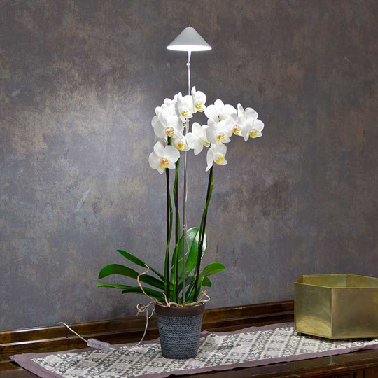 SunLite Orchid 10W, vit