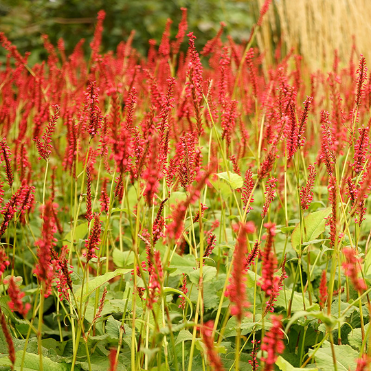 Bergormrot ' Darjeeling Red', 3-pack