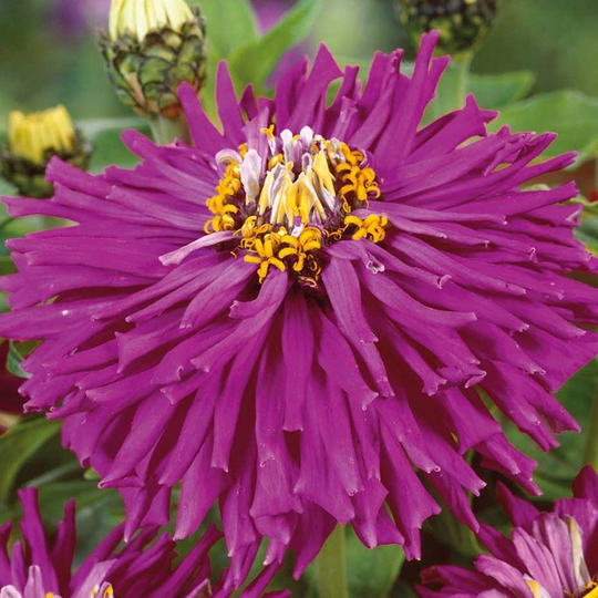 Zinnia, Lilac Empress