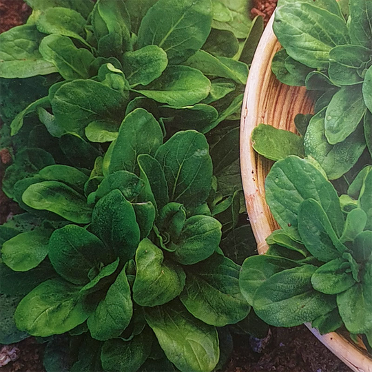 Vårklynne 'Gala'