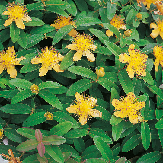 Prakthypericum 10-pack