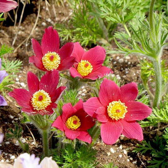 Backsippa 'Bells Red'
