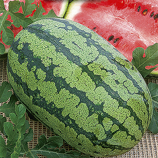 Vattenmelon 'Morgan' F1