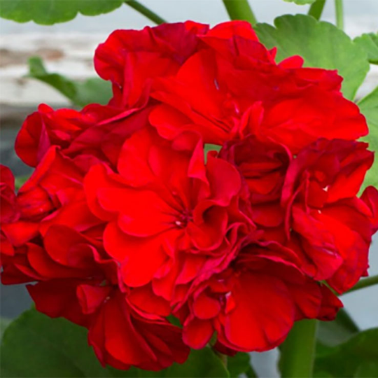 Zonalpelargon 'Melva Bird'