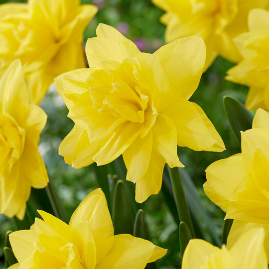 Narciss 'Yellow Paradise'