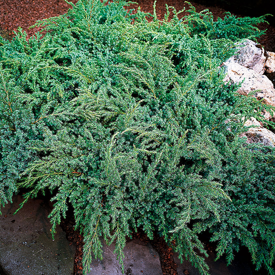 Himalaya-en 'Blue Swede' 25-30 cm