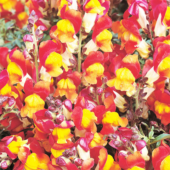 Lejongap 'Rembrandt'