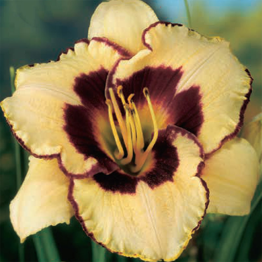 Daglilja 'Sabine Baur'