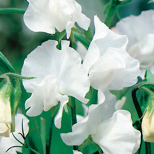 Luktärt 'White Ensign'