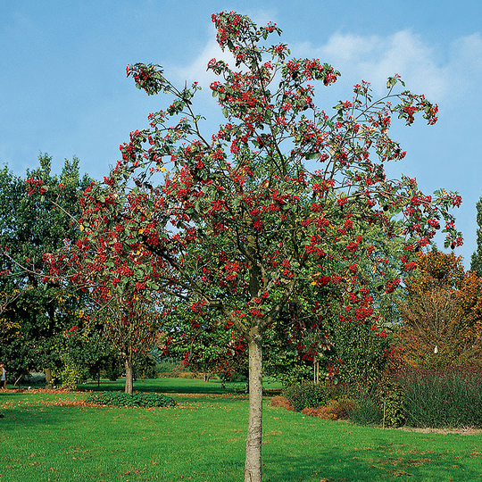 Praktrönn, Sorbus decora