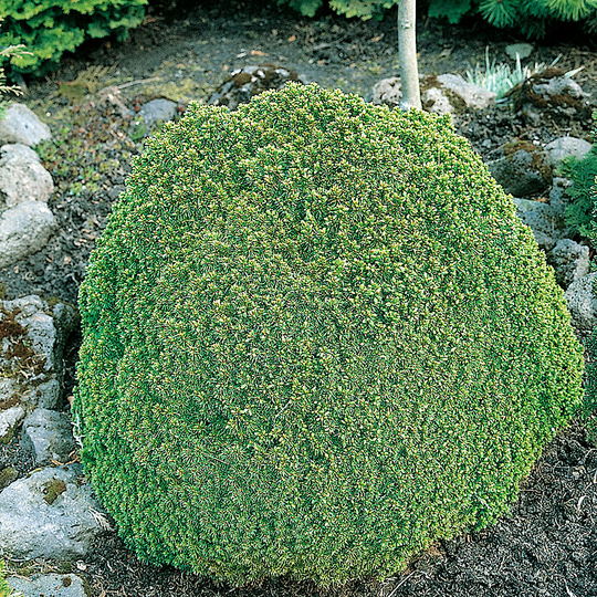 Vitgran 'Alberta Globe' 25-30 cm