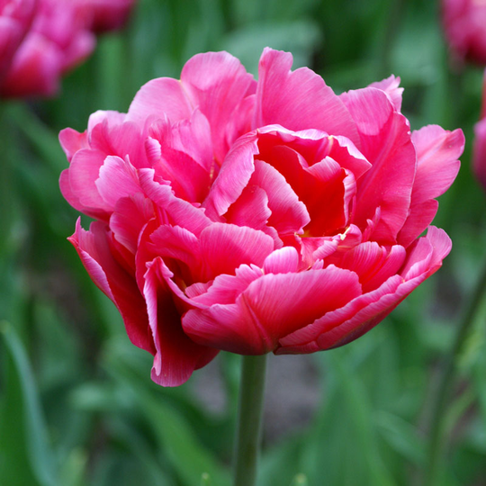 Tulpan ’Margarita’