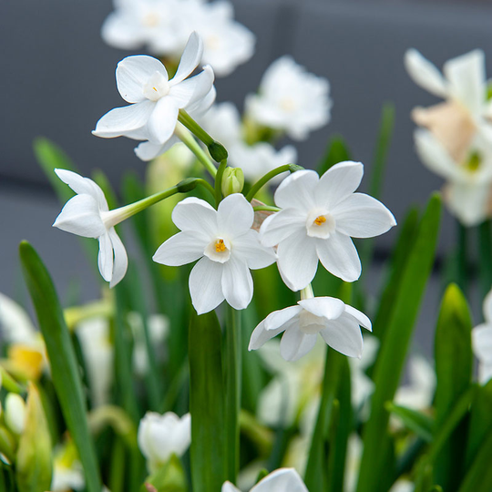 Tazett ’Paper White’
